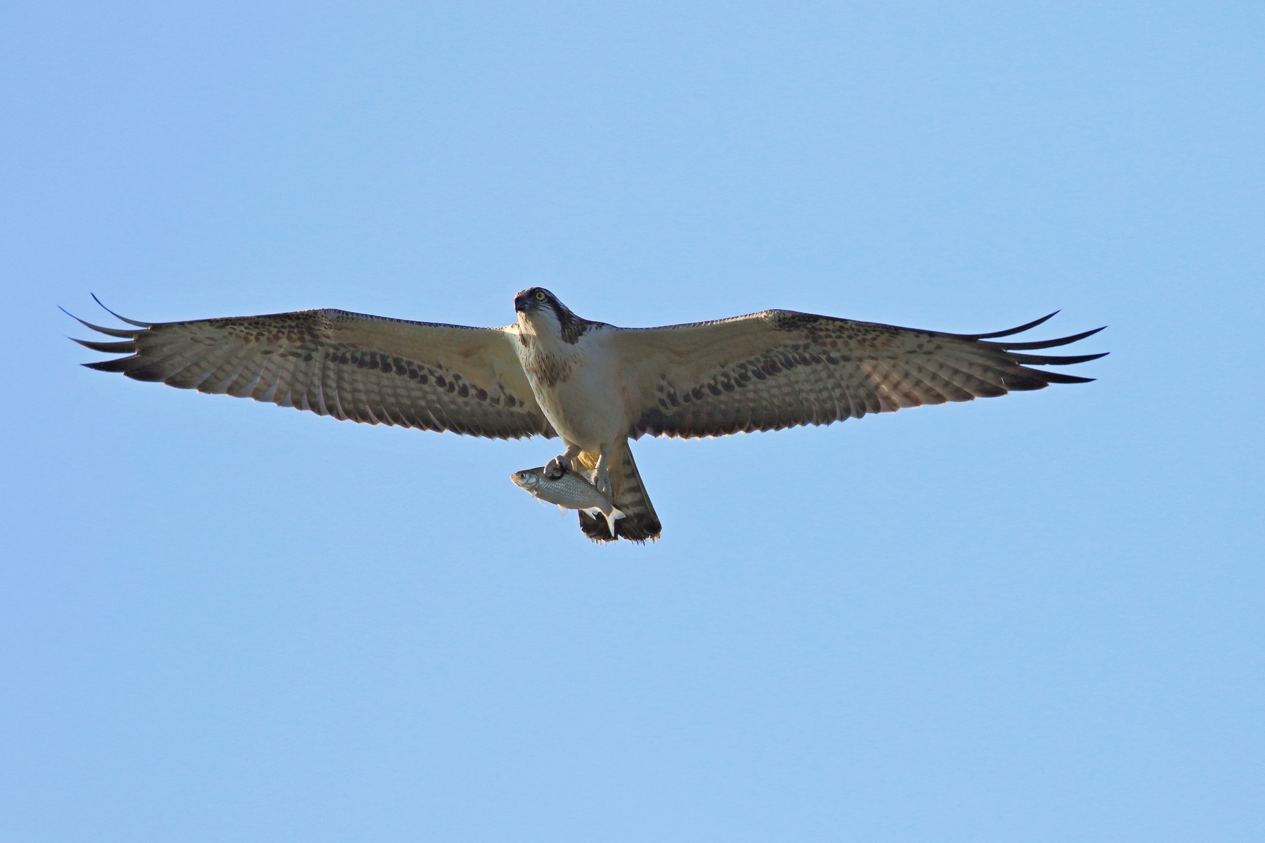 Falco pescatore con preda